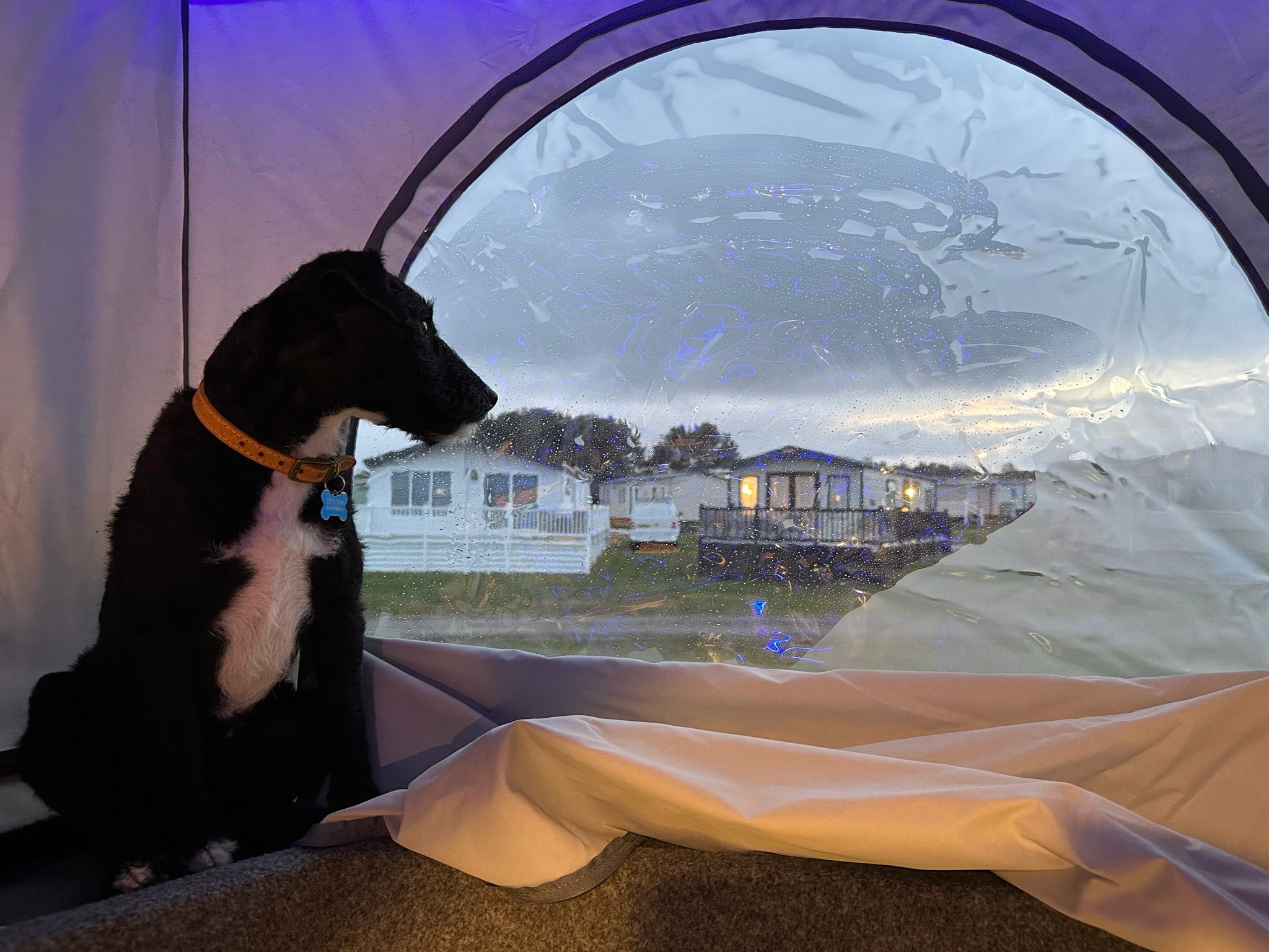 A black and white dog sitting inside a campervan pop-top, looking out through a rain-covered window toward nearby caravans, capturing the comfort and practicality of a pet-friendly campervan setup for travel in any weather.